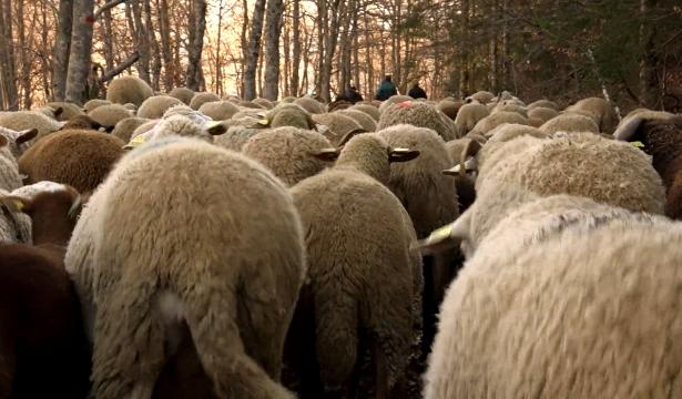 En Transhumance vers le bonheur – Transhumance retour